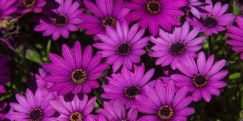 紫色雏菊的花语（揭秘紫色雏菊的8种含义）