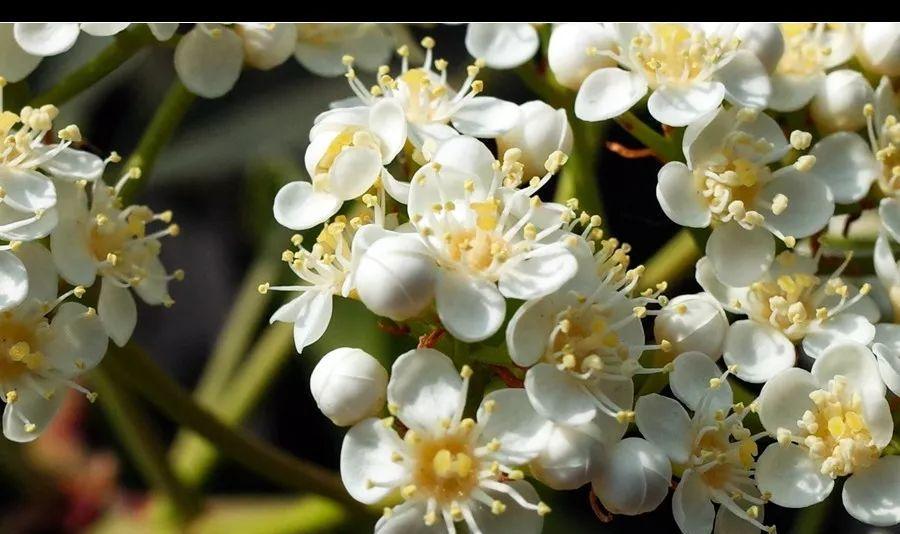 石楠花的花语与意义（探寻石楠花的内涵与特点）