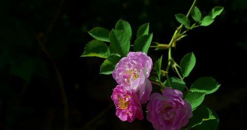 探寻粉蔷薇的花语（娇美的花朵，寄托着怎样的情感？）