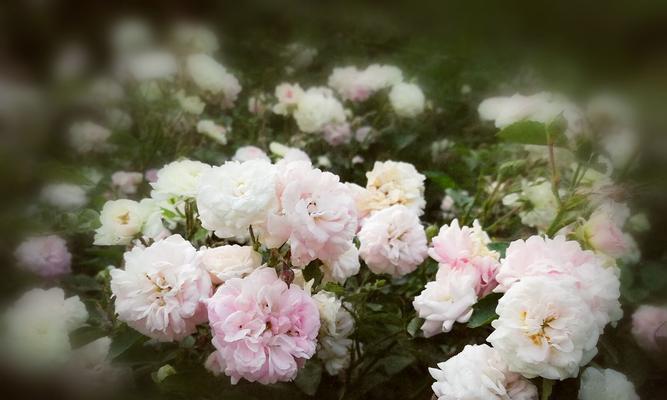 探寻粉蔷薇的花语（娇美的花朵，寄托着怎样的情感？）