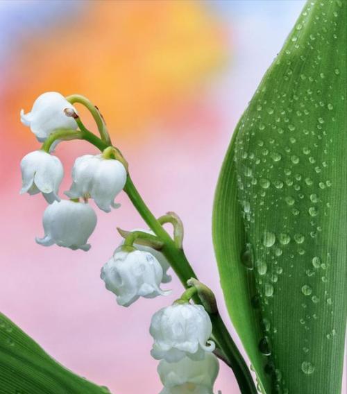 花开花落意语缱绻——探寻美丽花卉的花语（用花语讲述生命的美丽）