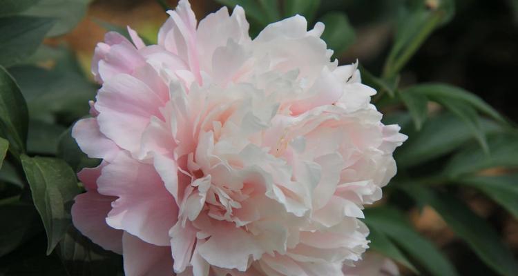 芍药花的花语——盛开的美丽（繁华落尽依旧美，芍药花的8种含义）