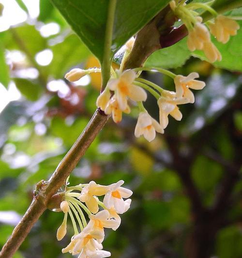 金桂花花语及寓意（传递芬芳的感恩之心——金桂花的丰富内涵）