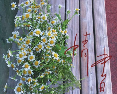 洋甘菊花语及寓意——解读这朵小清新的花（洋甘菊寓意、象征和传说等各方面的详细介绍）