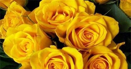 黄玫瑰的花语与寓意（探寻黄玫瑰所代表的情感和象征）