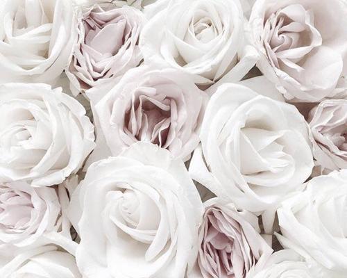 白色玫瑰花的花语（探寻玫瑰花的神秘与浪漫）