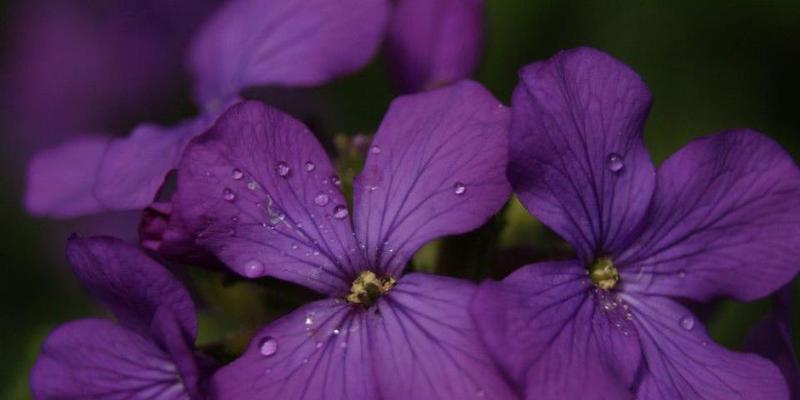 紫罗兰花语（花语背后的情感世界）