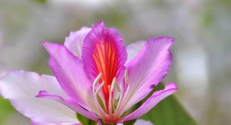 紫荆花的花语与意义（探究紫荆花的历史文化及象征意义）