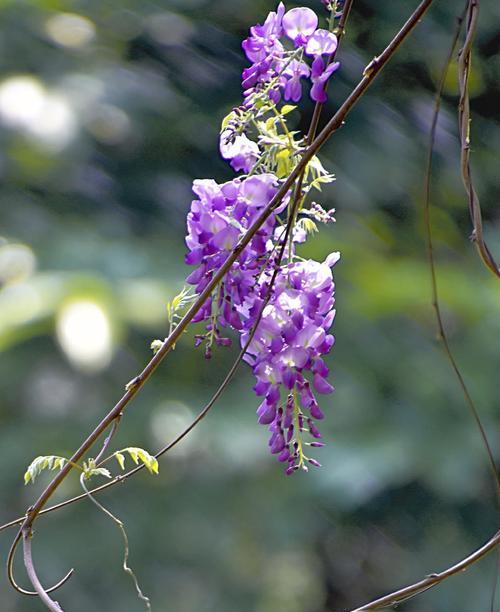 紫藤花的花语与寓意（探究紫藤花的深层含义）