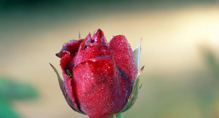 玫瑰花语，传递爱的信息（探寻玫瑰的各种花语，让爱的信息得到准确传达）