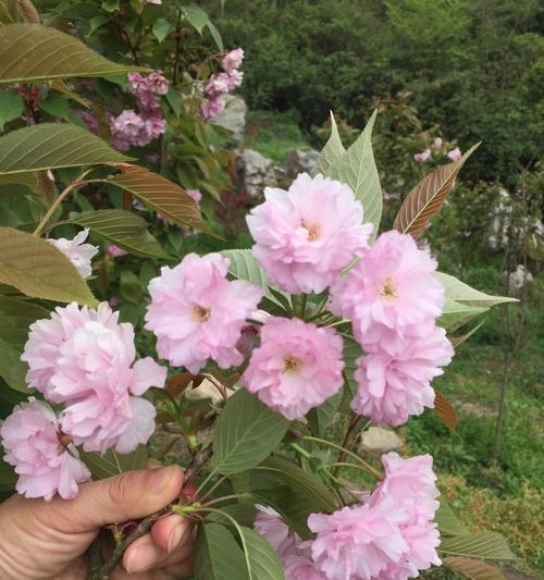 樱花（花开富贵，花落离殇——探寻樱花的多重意义）