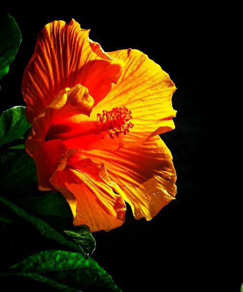 扶桑花的花语（探究花语中的情感与寓意）