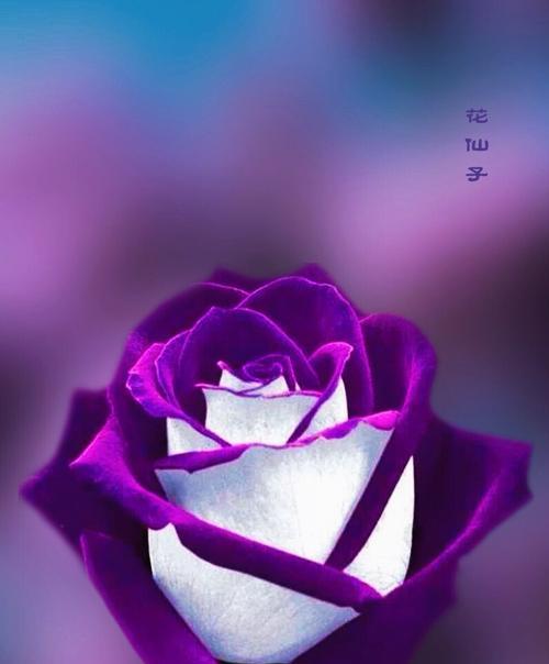 紫色玫瑰的花语与寓意（探究紫色玫瑰的吉祥象征与美丽内涵）