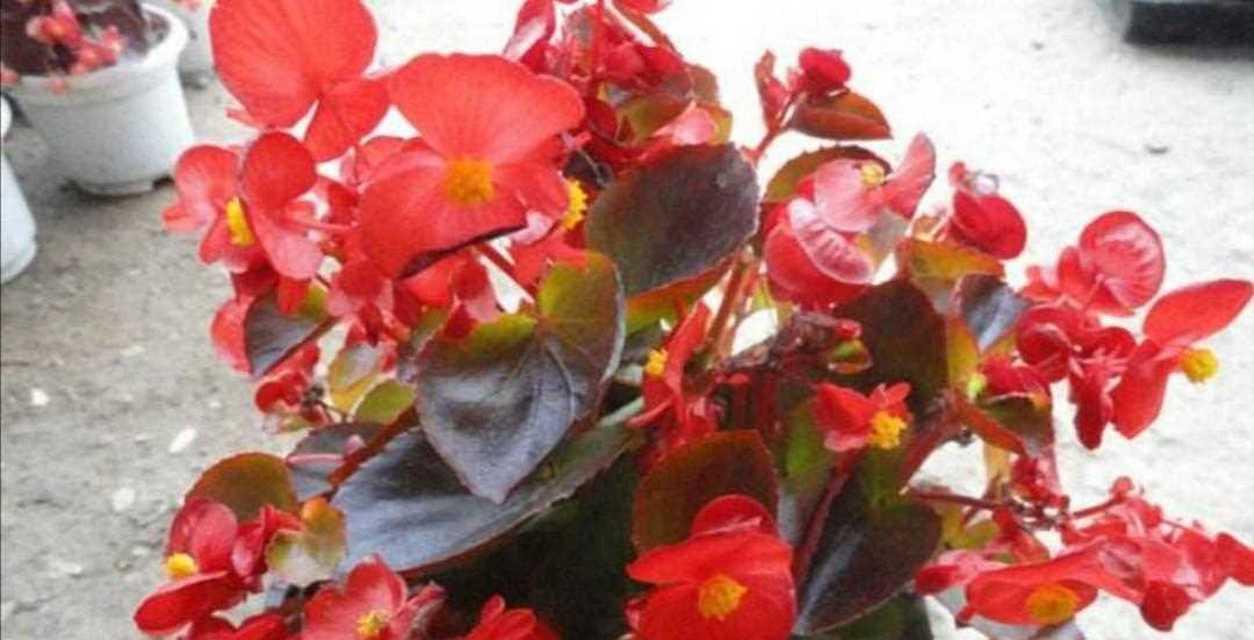 四季海棠花语的象征与寓意（领略四季海棠的美丽意义，融入生活）