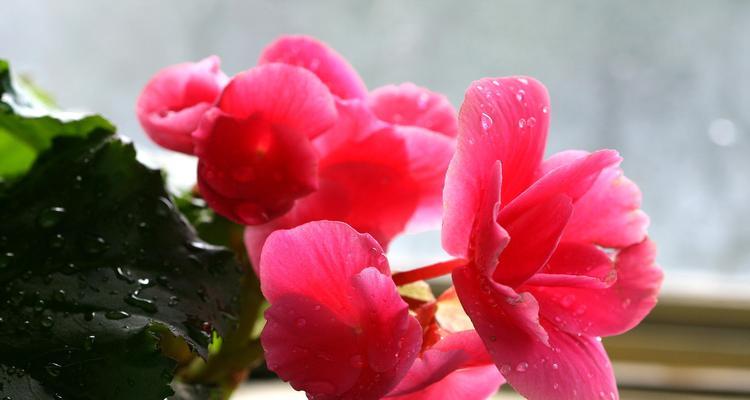 四季海棠花语的象征与寓意（领略四季海棠的美丽意义，融入生活）