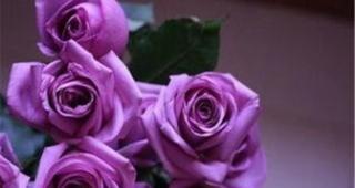 一朵紫玫瑰的意义（寓意深远的紫色鲜花）