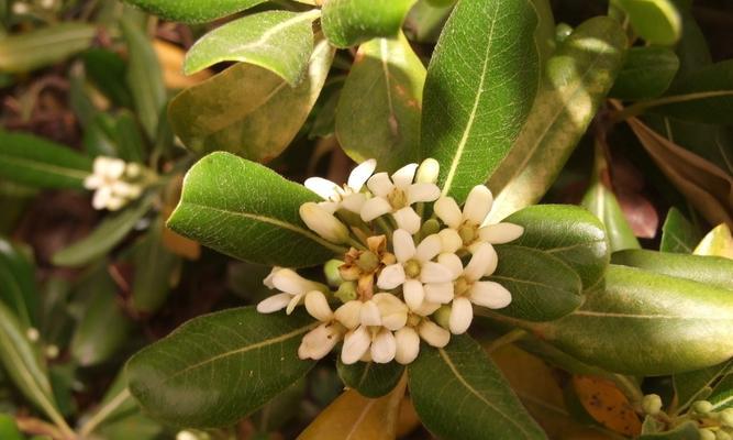 海棠花语——花开花落中的意蕴（赏花之余，思考生命的真谛）