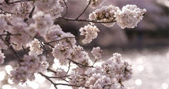 樱花的花语和传说（传说中的樱花，美丽与离别的象征）