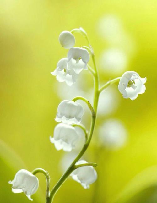 铃兰花的花语和传说（探秘芬芳之源，铃兰花的传说与花语）