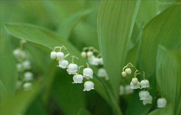 铃兰花的花语和传说（探秘芬芳之源，铃兰花的传说与花语）