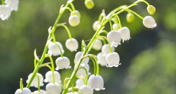 铃兰花的花语和传说（探秘芬芳之源，铃兰花的传说与花语）