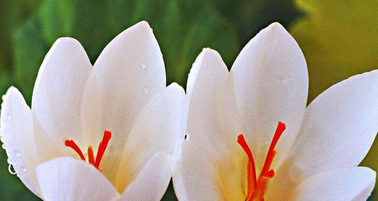 花开富贵——番红花的花语（揭秘番红花的七重寓意，让你了解它的含义和作用）
