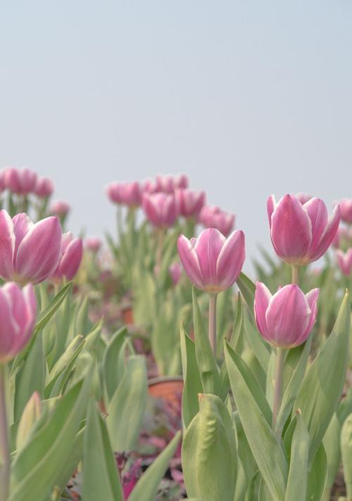 郁金香，花开富贵（探寻郁金香的花语及含义）