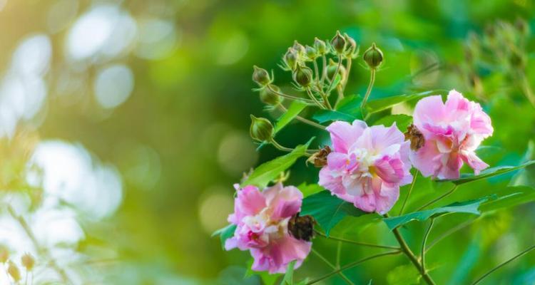 揭秘秋季花卉花语，了解花草背后的含义（揭秘秋季花卉花语，了解花草背后的含义）