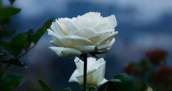 白玫瑰的含义（探秘白玫瑰花语与文化）