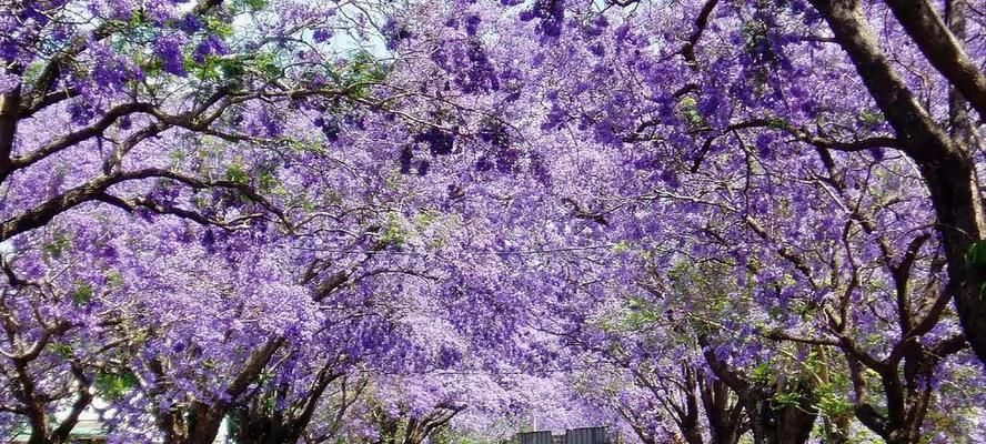 蓝花楹的花语——表达爱和信任的美丽（娇艳欲滴的美丽蓝花楹，寄托着人们的真挚情感）