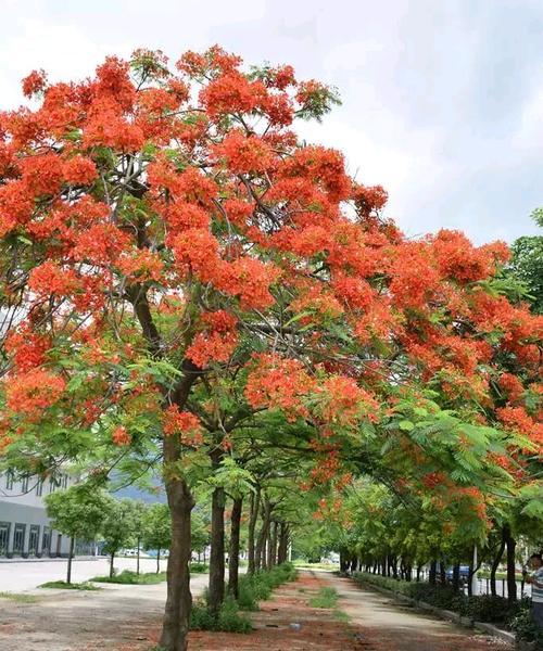 无忧花的花语（探索无忧花背后的意义与象征）