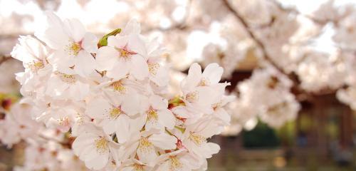 樱花开满，花落有情——解读樱花的花语（樱花的美丽代表什么？——探究樱花的花语及文化内涵）