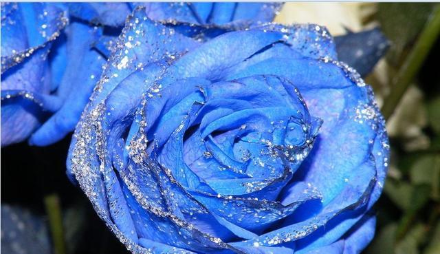 碎冰蓝玫瑰的花语与寓意（探究花语、色彩和寓意，让碎冰蓝玫瑰更美丽）