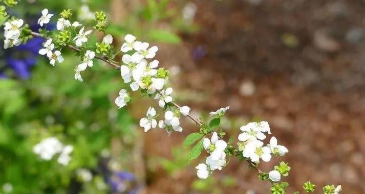 珍珠绣线菊花的花语（探寻菊花所蕴含的意义）