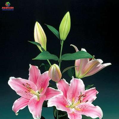 解读粉色百合的花语（传递浪漫、美好和爱的祝福，让生命绽放）