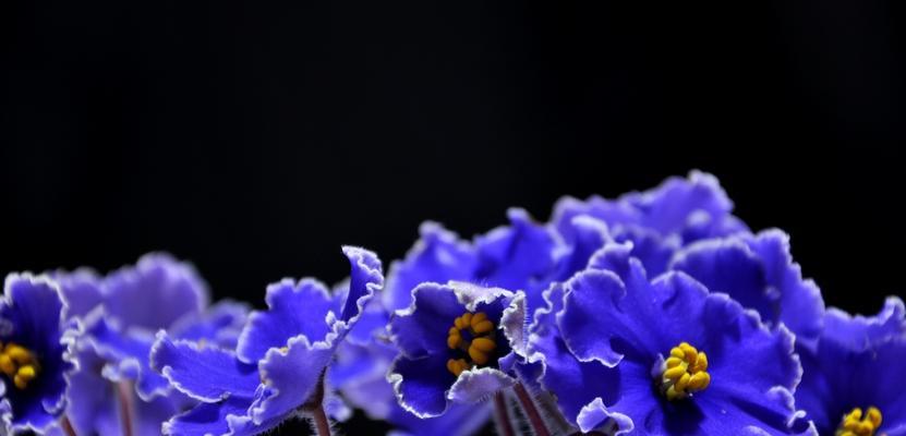 揭秘紫罗兰的花语（探索紫罗兰所代表的意义及象征）