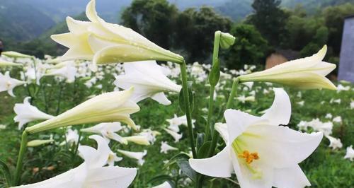 白百合花语与代表意思（探秘花语的深层含义）