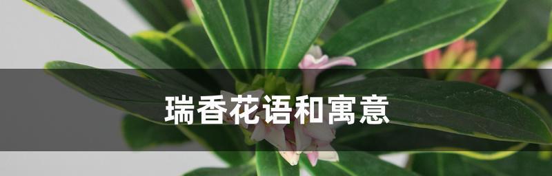 解读瑞香花花语（探究花语内涵与文化背景，揭示人类情感和生命哲学）