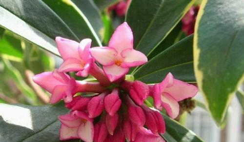 解读瑞香花花语（探究花语内涵与文化背景，揭示人类情感和生命哲学）