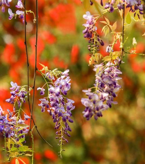 紫藤花——爱与神话（探究紫藤花的花语和传说）