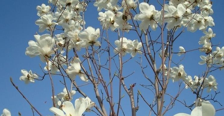 玉兰花语之美——探究玉兰花的花语和象征意义