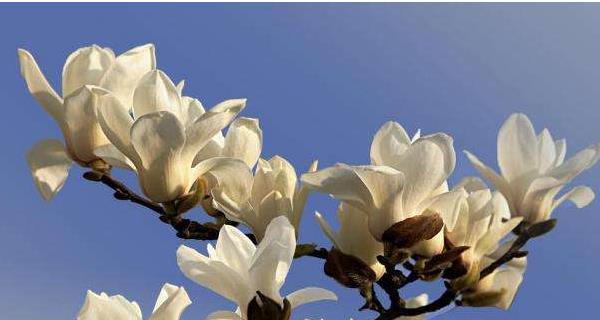 玉兰花语之美——探究玉兰花的花语和象征意义