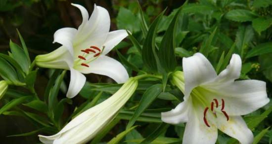 百合花的花语（解读百合花的含义与象征）