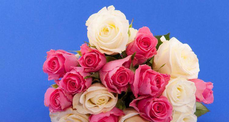 粉红色玫瑰花的花语和寓意（探究玫瑰花的含义与象征）