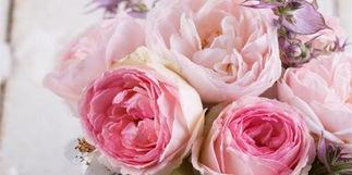 粉红色玫瑰花的花语和寓意（探究玫瑰花的含义与象征）