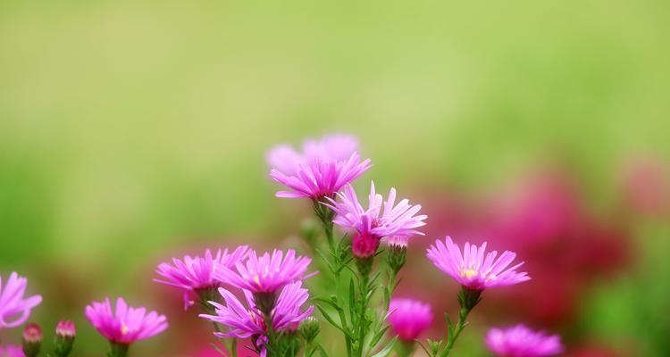 荷兰菊花语——花语的意义与传承（探究荷兰菊花的历史渊源、文化含义和应用）