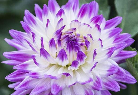 大丽花，象征爱情与美好（盛开于心，执着于爱——探寻大丽花的花语寓意）