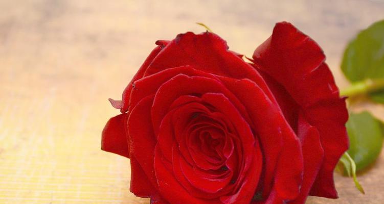 玫瑰花不同颜色的花语（解读不同色彩的玫瑰花所代表的意义）