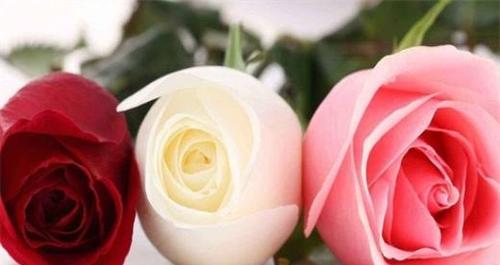 玫瑰花不同颜色的花语（解读不同色彩的玫瑰花所代表的意义）