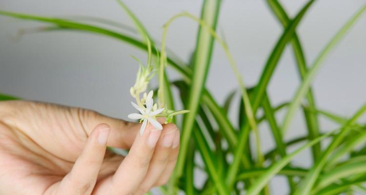 吊兰花语（探寻吊兰的花语和它所代表的精神含义）